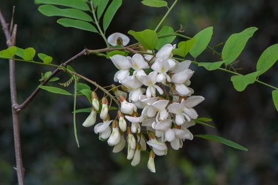 Peremateo en Hamelin: Flora  (Badalona), Robinia pseudoacacia, Flor de acacia.