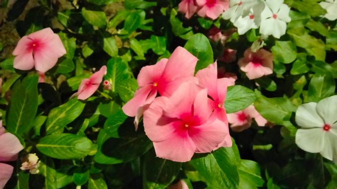 Solerantonio2 en Hamelin: Flora  (Almería), Catharanthus roseus, Planta