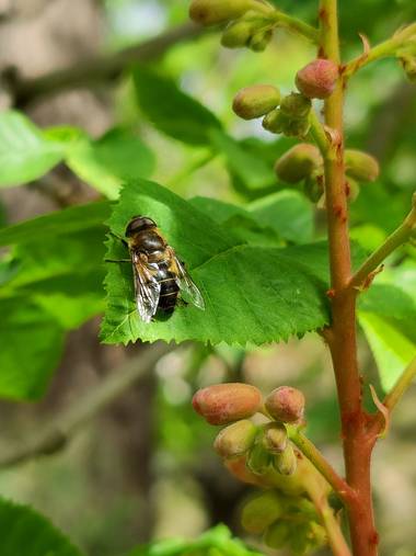IreneRoldan en Hamelin: Fauna  (Madrid), Primavera en el #realjardinbotanicomadrid 
La vida