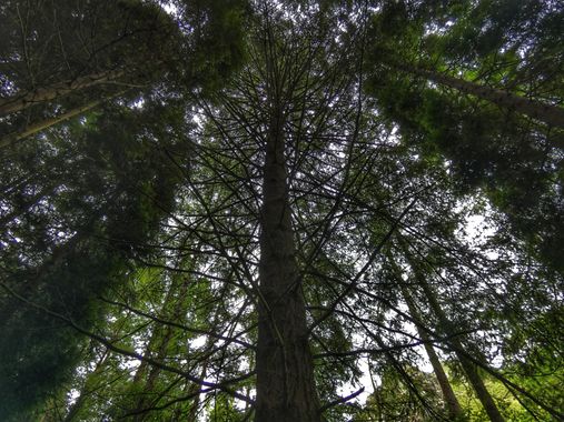 mariale en Hamelin: Flora  (Piloña), 📸 #marialemdza
viernes, 10/06/2022
💚 🌿🌳🌿💚 
#CumpleHamelin 
#Naturaleza #BellezaNatural #Asturias  #Montaña #tree...