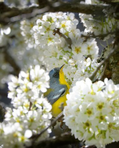 Marcos en Hamelin: Fauna  (Mar Chiquita), Setophaga pitiayumi (Vieillot, 1817), #aves #flores #pitiayumi #azul #oro