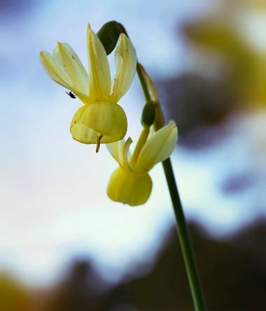 rqsalcedo en Hamelin: Flora  (Madrid), Narcissus triandrus, #flor 