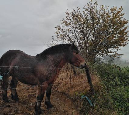 Laurina_grao en Hamelin: Fauna  (Grado), #caballoseninvierno#