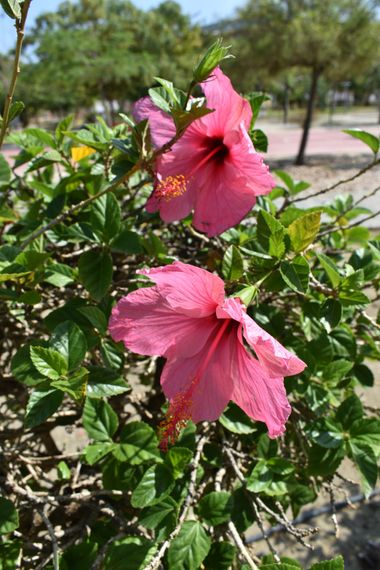 Solerantonio2 en Hamelin: Flora  (Rioja), Hibiscus rosa-sinensis, Planta
