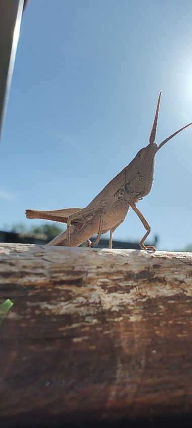 Sikusamor en Hamelin: Fauna  (Buenos Aires)
