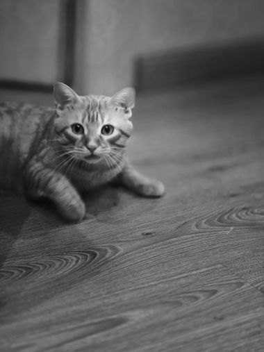 Jonathanmartinbedia0007 en Hamelin: Fauna, Felino ❤️❤️