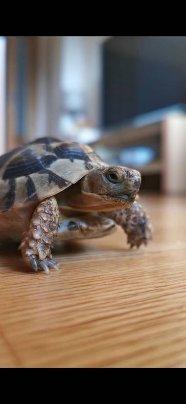 Ajota en Hamelin: Fauna, #tortuga#mora#terrestre