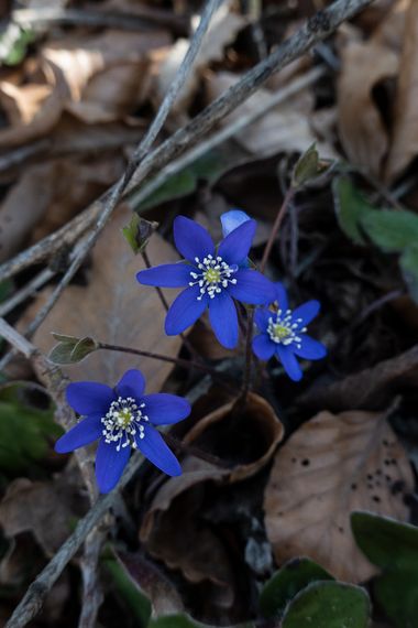 Peremateo en Hamelin: Flora, Anemone hepatica, #flower