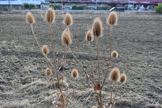 Solerantonio2 en Hamelin: Flora  (Cordovilla), Dipsacus fullonum, Planta
