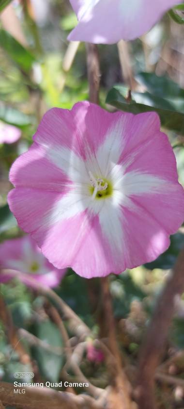 Apasnau75 en Hamelin: Flora  (Málaga), Convolvulus arvensis, Preciosidades silvestres.