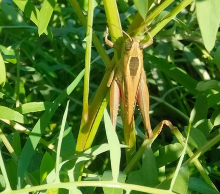 Solerantonio2 en Hamelin: Fauna  (Avenida del Mediterráneo), Saltamontes