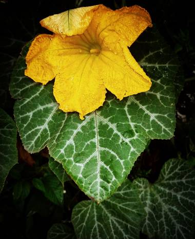 Berenicelujan en Hamelin: Flora, Cucurbita moschata