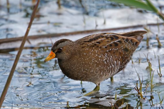 Ignicapillus en Hamelin: Fauna  (Castelló d'Empúries), Porzana porzana (Linnaeus, 1766), Polluela pintoja

Aiguamolls de l´Empordà (Girona - España) es el ...