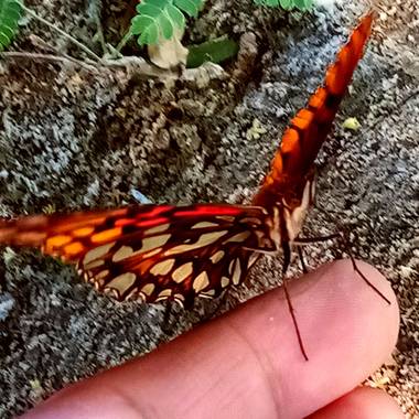Navarroarevalomariateresa en Hamelin: Fauna  (Viesca), Hermosa!!