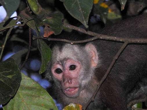 Daniel Pérez  en Hamelin: Fauna, #mokey#mono#fauna