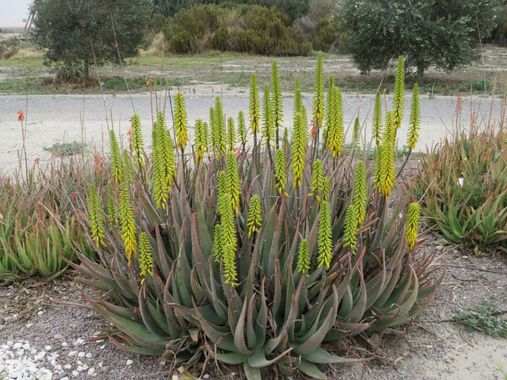 Solerantonio2 en Hamelin: Flora  (Almería), Aloe vera, Planta