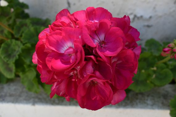 Solerantonio2 en Hamelin: Flora  (Benamargosa), Planta
