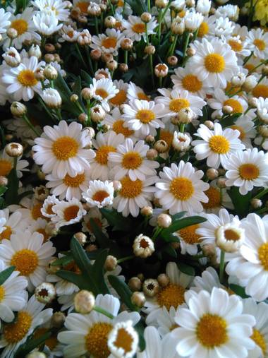 Martin.belinsky89 en Hamelin: Flora, #flora21 