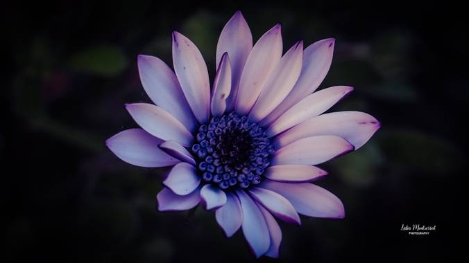 Lidia en Hamelin: Flora  (Zaragoza), Osteospermum fruticosum, #flora21 