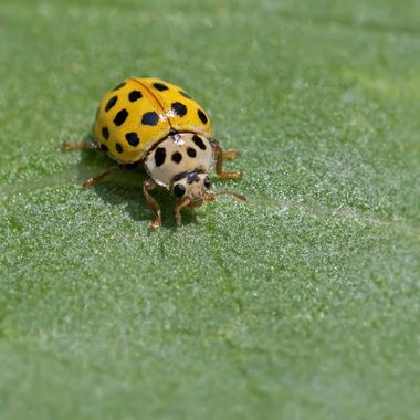 Ignicapillus en Hamelin: Fauna  (Pla de l'Estany), Salida macrera al entorno del lago de Banyoles (Girona) a primeros de junio 2023. Esta pequeña mariquita...
