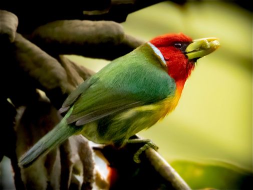 juanandrescardona01 en Hamelin: Fauna  (Envigado), Especie de ave piciforme residente de Suramérica, el macho es verde y amarillo con cabeza color rojo y p...