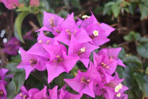 Solerantonio2 en Hamelin: Flora  (Vista de los Ángeles-Rumina), Bougainvillea glabra, Planta