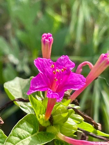 Juanatlantida82 en Hamelin: Flora, Mirabilis jalapa, Flores