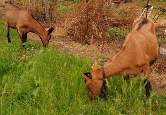 Elisa en Hamelin: Fauna  (Ribadeo), Cabras gallegas pastando.
#galicia #ribadeo 