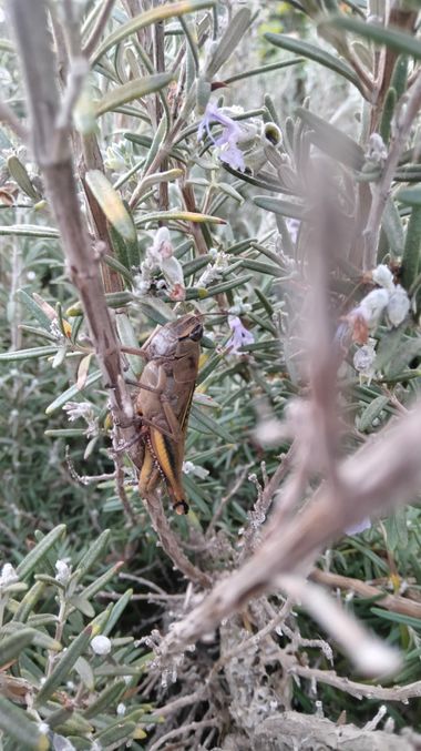 Solerantonio2 en Hamelin: Fauna  (Almería), Insecto