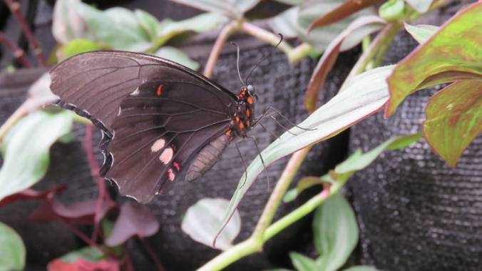 Jesudavid19 en Hamelin: Fauna 