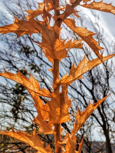 Patricia Anguita  en Hamelin: Flora, #otoño#hojadesotoño#cielo#belleza #