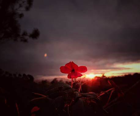 rubendariosaenzcastano en Hamelin: Flora  (Yumbo), Impatiens walleriana, Un lindo atardecer en un lugar lleno de vida
