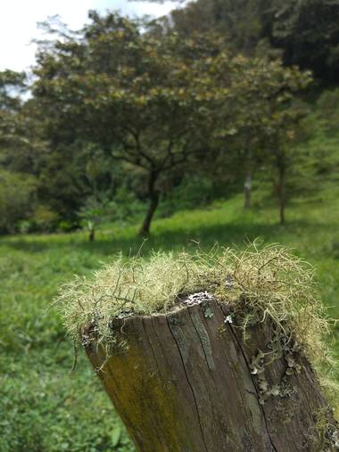 Beth.stalhuth en Hamelin: Observación  (Moniquirá), Musgo en un tronco. 
#Moniquira #Boyaca #Colombia