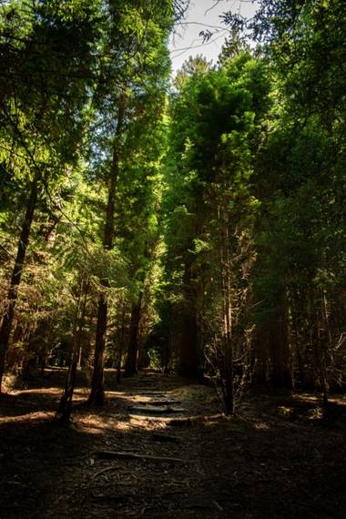 Lavidadeles en Hamelin: Paisaje, Siempre habrá luz


#bosque #saja