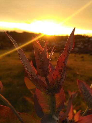 Joaquín Reyes en Hamelin: Flora, #beautiful  #beautyflower #Beautifulsunset #hermoso #atardeceresdensueño 