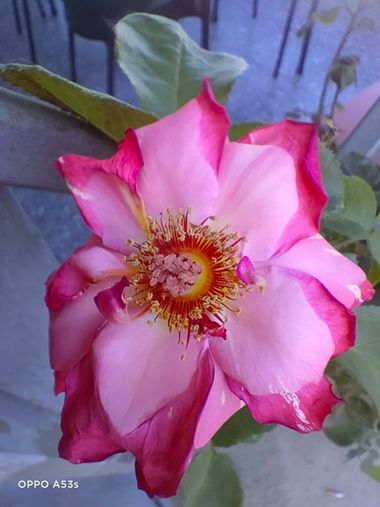 Solerantonio2 en Hamelin: Flora  (Almería), Rosa persica