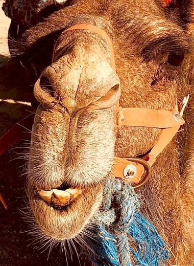 su en Hamelin: Fauna  (Sidi Badhaj), Dromedario en el desierto alrededor de Marrakech 