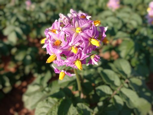 Bellasira en Hamelin: Flora, Solanum tuberosum