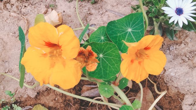Solerantonio2 en Hamelin: Flora  (Almería), Tropaeolum minus, Planta