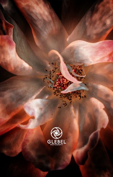 Glecha en Hamelin: Flora  (Benasal), #flores #flower #rosa 