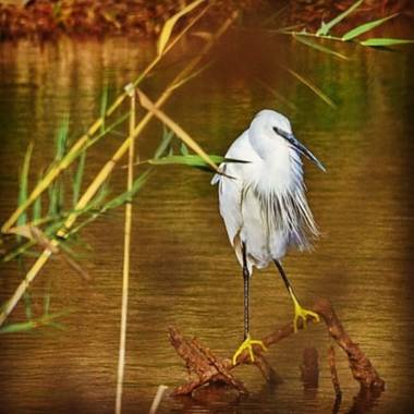 Megr6957 en Hamelin: Fauna  (San Bartolomé de Tirajana), Egretta garzetta (Linnaeus, 1766), #avifauna #canarias #charcademaspalomas #maspalomas #macaronesi...