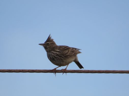 Solerantonio2 en Hamelin: Fauna  (Níjar), Coagujada montesina