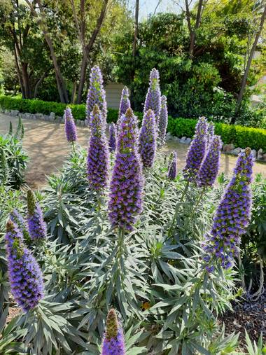 Naomi en Hamelin: Flora  (Barcelona), #flores 