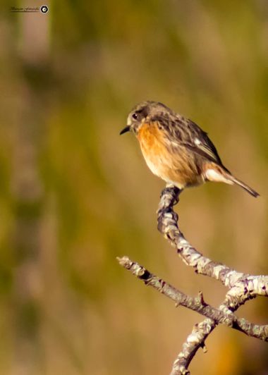 Breogán654 en Hamelin: Fauna  (Benissa), Tarabilla europea ♀️ #aves