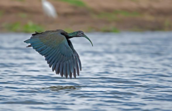 Ignicapillus en Hamelin: Fauna  (Piracicaba), Mesembrinibis cayennensis (Gmelin, 1789), Ibis verde

El Ibis verde es paticorto y de hábitos solitarios; rar...