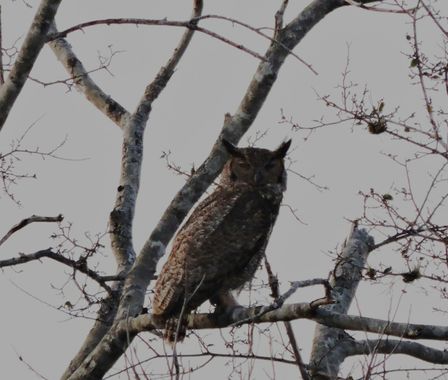 lourdes7895 en Hamelin: Fauna  (Charagua), Bubo magellanicus (R.Lesson, 1828), #naturaleza #fauna #nature #aves 