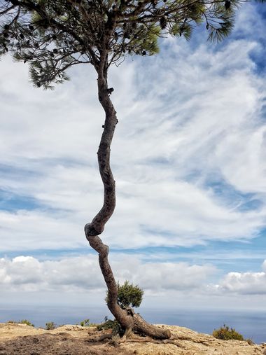 Mpordom en Hamelin: Flora  (Ibiza), #trees #arboles #arbustos #capture #beautiful #ibiza 