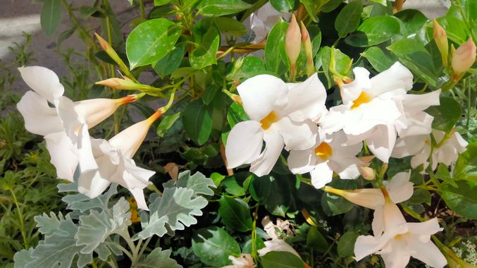 Solerantonio2 en Hamelin: Flora  (Calle General Tamayo), Mandevilla laxa, Planta