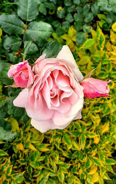 Ivancaicedo11 en Hamelin: Flora  (Bogotá, D.C.), #rose#pink