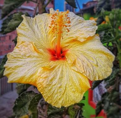 Ivancaicedo11 en Hamelin: Flora, Hibiscus rosa-sinensis, #cucarda#rosa china#asian rose